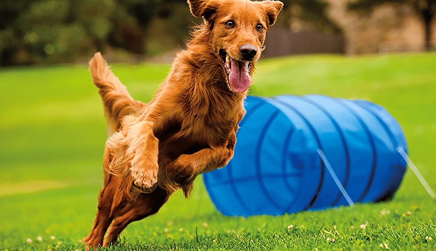 Agility ( Çeviklik&nbsp;)