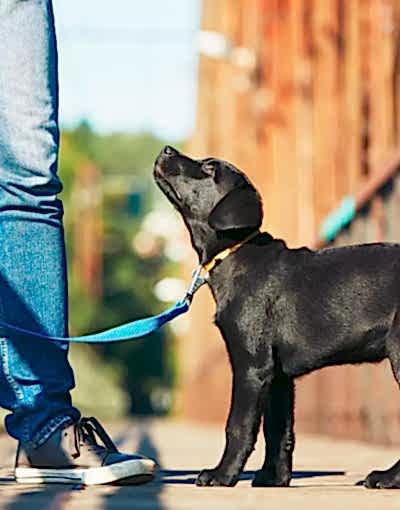 Black-lab-puppy-on-a-leash_-watching-his-own.jpg