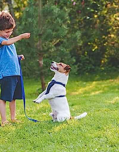 Preschooler-kid-boy-doing-dog-obedience-training-cl.jpg