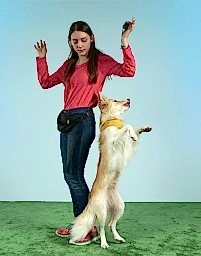 Top-25-Most-Popular-Dog-Tricks-With-Instructions.jpg
