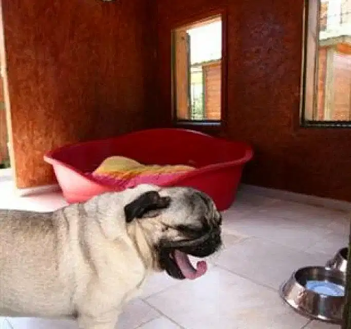 Evcil Dostlarınız İçin Konforlu Bir Tatil Deneyimi