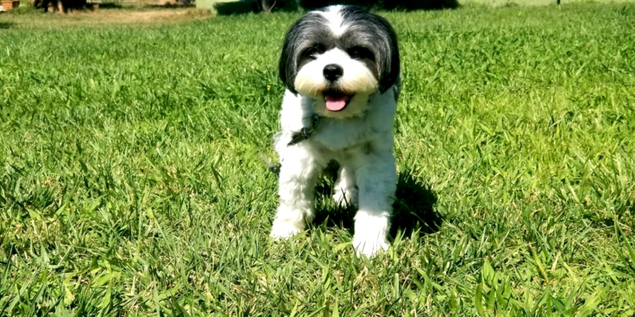 Köpek Otellerinde Bayram Tatili: Evcil Hayvanınız İçin En İyi Seçim