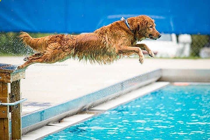 Dog Diving