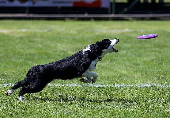 Frizbi Yarışması Genel Kuralları